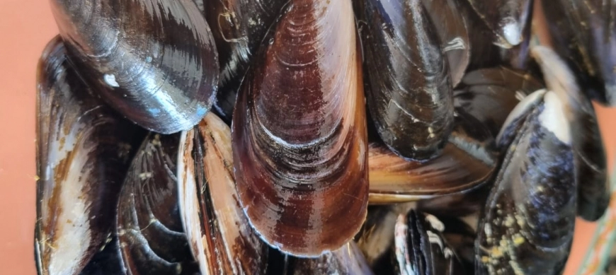 Truco cubrecuchillas/pelador- limpiar mejillones